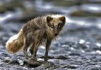 Siberian fox.jpg