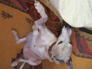 Filename : image~22.jpeg
Filesize : 181KB
Dimensions : 1280x960
Date added : Jun 22, 2016 image~22.jpeg