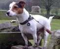 Filename : percy on wall.jpg
Filesize : 114KB
Dimensions : 868x711
Date added : May 03, 2020 percy on wall.jpg