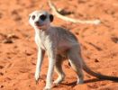 Meerkat Namibia.jpg