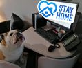 Filename : Crosby stay home.jpg
Filesize : 87KB
Dimensions : 960x801
Date added : Mar 30, 2020 Crosby stay home.jpg