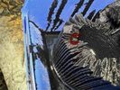 IMG_1793 (1).jpeg