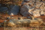 Filename : TK 20201101_064448.jpg
Filesize : 267KB
Dimensions : 1442x959
Date added : Nov 07, 2020 TK 20201101_064448.jpg