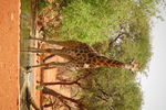 Filename : TK 20201101_120739.jpg
Filesize : 365KB
Dimensions : 1442x959
Date added : Nov 07, 2020 TK 20201101_120739.jpg