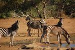 Filename : TK 20201101_165842.jpg
Filesize : 349KB
Dimensions : 1442x959
Date added : Nov 07, 2020 TK 20201101_165842.jpg