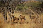Filename : TK 20201102_171413.jpg
Filesize : 298KB
Dimensions : 1442x959
Date added : Nov 07, 2020 TK 20201102_171413.jpg