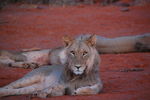 Filename : TK 20201102_190249.jpg
Filesize : 181KB
Dimensions : 1442x959
Date added : Nov 07, 2020 TK 20201102_190249.jpg