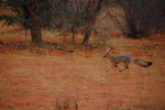 Filename : TK 20201103_062925.jpg
Filesize : 166KB
Dimensions : 1442x959
Date added : Nov 07, 2020 TK 20201103_062925.jpg