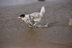 Filename : PEVENSEY 045.JPG
Filesize : 217KB
Dimensions : 1438x960
Date added : Nov 21, 2018 PEVENSEY 045.JPG